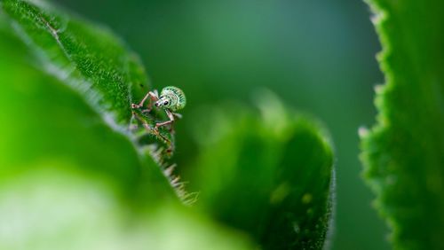 Close-up of insect on leaf