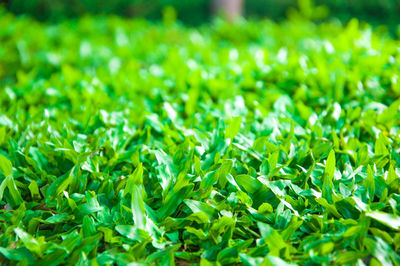 Full frame shot of fresh green grass