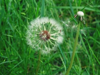 Close-up of dandelion on field