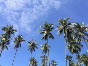 Low angle view of trees against blue sky