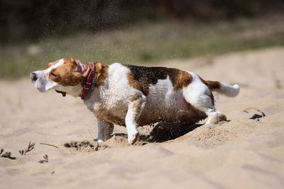 Dog on sand