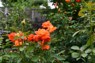 Close-up of orange flowering plants