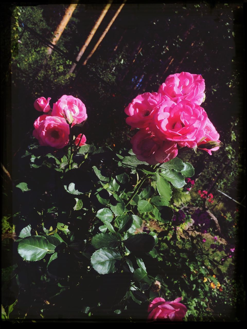 flower, petal, freshness, fragility, flower head, growth, rose - flower, beauty in nature, pink color, blooming, transfer print, plant, nature, close-up, auto post production filter, in bloom, leaf, outdoors, focus on foreground, blossom