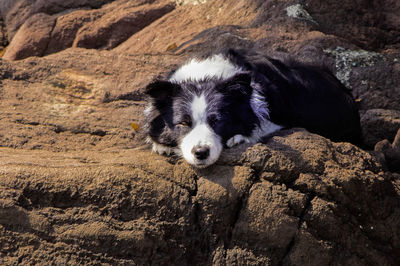 Portrait of border collie dog lying on rock  of shoreline of cape manazuru  on  coast of sagami bay