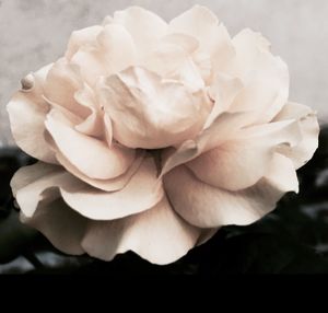 Close-up of rose blooming in garden