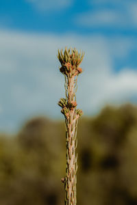 Close-up of wilted plant on field against sky