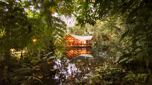 Gazebo by trees in forest