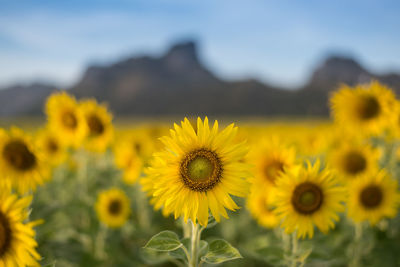 Close-up of sunflowers blooming in field against sky