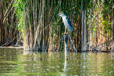 Gray heron perching on a lake