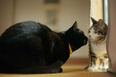 A black cat meets a tabby cat