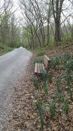 Road amidst bare trees in forest