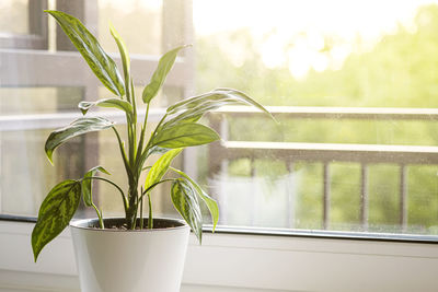 Close-up of potted plant on window sill