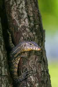 Close-up of a lizard on tree trunk