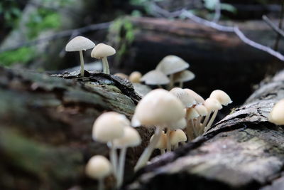 Close-up of white mushrooms growing on land