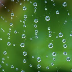 Full frame shot of water drops on spider web