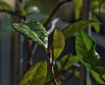 Close-up of fruit growing on plant