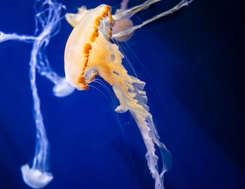 Close-up of jellyfish in sea