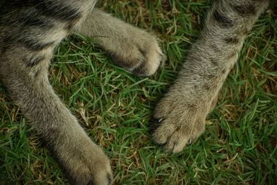 High angle view of a cat lying on grass