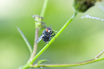 Close-up of insect on leaf