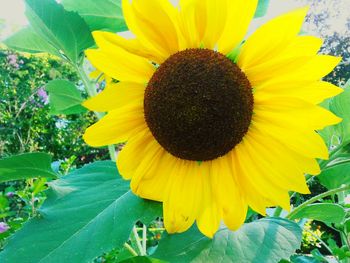 Close-up of sunflower