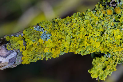 Close-up of yellow leaves on plant