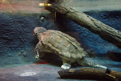 Close-up of turtle in water