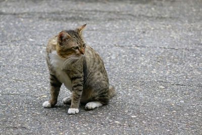 Cat sitting on road