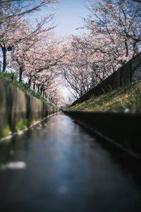 Surface level of canal amidst trees against sky