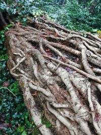 High angle view of tree roots on field