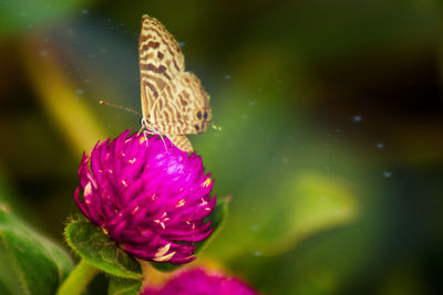 Close-up of butterfly pollinating on pink flower