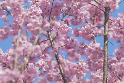 Close-up of pink cherry blossom