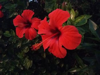 Close-up of red flowers blooming in park