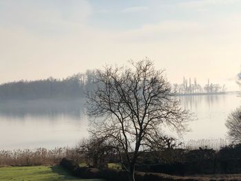 Bare trees at lakeside