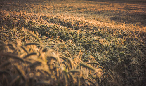 Close-up of wheat field