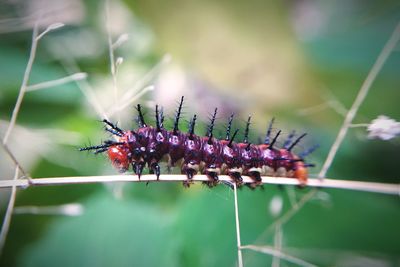 Close-up of insect on plant