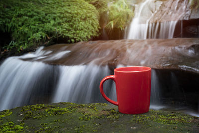 Close-up of drinking water from coffee cup by plants