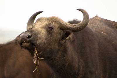 Close-up of buffalo against sky