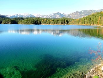 Scenic view of lake in forest