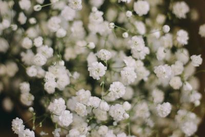 Close-up of white flowers