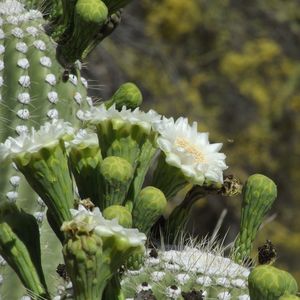 Close-up of flowering plant