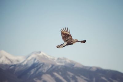 Bird flying over mountain against clear sky