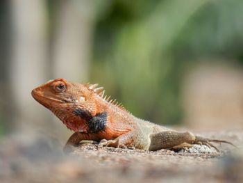 Close-up of orange lizard