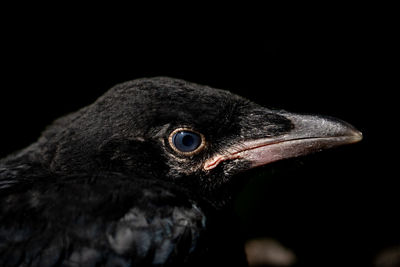 Close-up of bird crow
