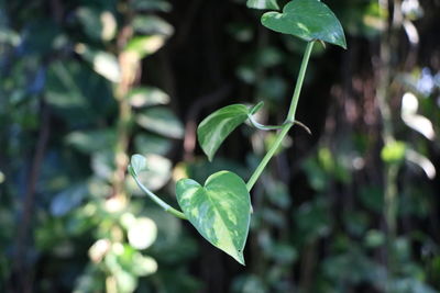 Close-up of fresh green leaves on plant