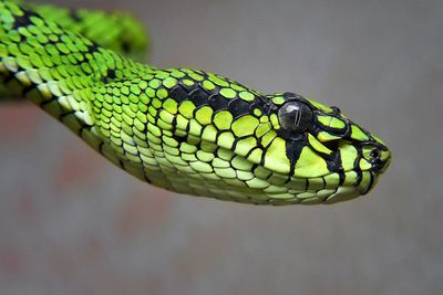 Close-up portrait of green snake