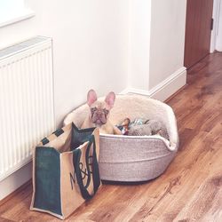 Cat relaxing on floor at home