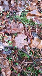 High angle view of dried leaves on field