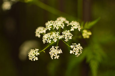 Close-up of white flowering plant