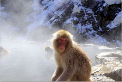 Portrait of monkey sitting on hot spring