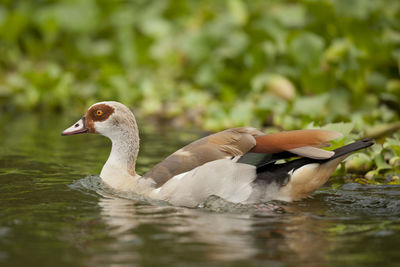 Close-up of duck swimming in lake